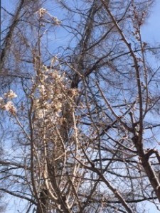 蓼科　桜