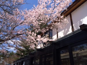 桜　フレンチ