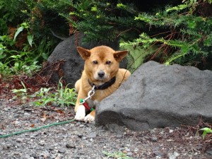 インゲン農家さんの犬