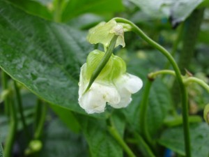 インゲンの花